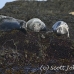 seal_gray_gr_h_0143_can0338.jpg